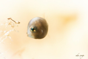 gabby baby filefish, romblon nikon d7100 105 mm +15 saga by Eda Çıngı 